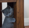 Photo №1. british shorthair - à vendre en ville de Гамбург | 400€ | Annonce № 101759