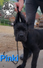 Photos supplémentaires: Chiots Cane Corso