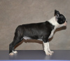 Photos supplémentaires: Chiots boston terrier à vendre