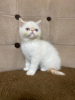 Photo №2 de l'annonce № 127681 de la vente exotic shorthair - acheter à Belgique annonce privée, éleveur