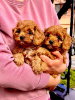 Photo №1. cavalier king charles spaniel - à vendre en ville de Zrenjanin | négocié | Annonce №103851