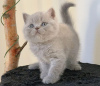 Photo №1. british shorthair - à vendre en ville de Belgrade | 260€ | Annonce № 98348