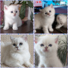 Photo №1. british shorthair - à vendre en ville de Ангарск | négocié | Annonce № 7628