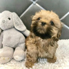 Photo №1. shih tzu - à vendre en ville de Montreal | 473€ | Annonce №103642