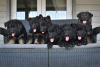 Photos supplémentaires: chiots berger allemand