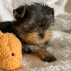 Photo №4. Je vais vendre yorkshire terrier en ville de Франкфурт-на-Майне. annonce privée - prix - 265€