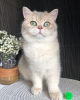 Photo №3. Magnifique chaton britannique !. Ukraine
