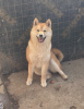 Photo №3. Chiots Shiba Inu. Serbie