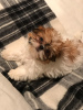 Photo №2 de l'annonce № 9230 de la vente shih tzu - acheter à USA éleveur