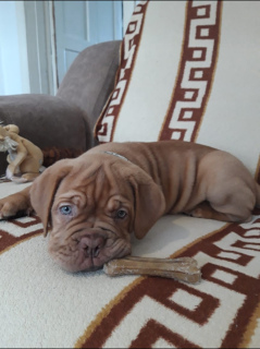 Photo №4. Je vais vendre dogue de bordeaux en ville de Labinsk. annonce privée - prix - 900€