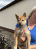 Photo №4. Je vais vendre shiba en ville de Zrenjanin.  - prix - négocié