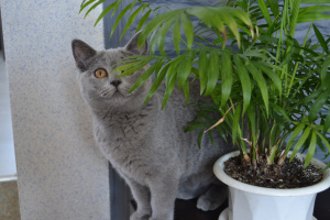 Photo №1. british shorthair - à vendre en ville de Minsk | Gratuit | Annonce № 958