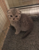 Photo №1. scottish fold - à vendre en ville de Berlin | 350€ | Annonce № 82108