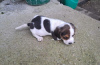 Photo №2 de l'annonce № 73026 de la vente beagle - acheter à Serbie éleveur