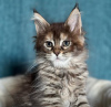 Photo №3. Chaton Maine coon disponible et prêt à partir. Pays Bas