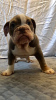 Photo №1. bulldog anglais - à vendre en ville de Hannover | 400€ | Annonce №118103