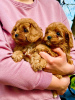 Photo №3. Chiots Cavapoo à vendre. Serbie