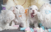 Photos supplémentaires: Chiots Bichon Frison