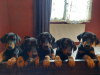 Photos supplémentaires: Vente de chiots Doberman pure race âgés de 2 mois.