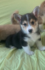 Photo №2 de l'annonce № 23730 de la vente welsh corgi - acheter à Allemagne 