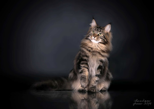 Photos supplémentaires: Chats Maine Coon et chats gratuits