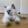 Photo №1. ragdoll - à vendre en ville de Гамбург | 399€ | Annonce № 101799