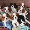 Photo №1. cavalier king charles spaniel - à vendre en ville de Berne | négocié | Annonce №123452