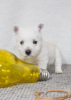 Photo №1. west highland white terrier - à vendre en ville de Tiraspol | 800€ | Annonce №92130