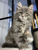 Photo №2 de l'annonce № 97893 de la vente maine coon - acheter à Allemagne annonce privée