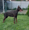 Photos supplémentaires: Chiots Dobermann