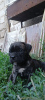 Photo №1. cane corso - à vendre en ville de Tiraspol | 331€ | Annonce №56193