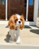 Photo №1. cavalier king charles spaniel - à vendre en ville de Helsinki | 450€ | Annonce №123827