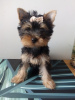 Photo №2 de l'annonce № 77748 de la vente yorkshire terrier - acheter à Pologne 