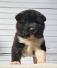 Photo №2 de l'annonce № 83071 de la vente akita (chien) - acheter à Serbie 