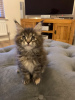 Photo №1. maine coon - à vendre en ville de Bergen op Zoom | 300€ | Annonce № 109184