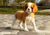 Photo №1. cavalier king charles spaniel - à vendre en ville de Kiev | 1691€ | Annonce №14095