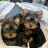 Photo №1. yorkshire terrier - à vendre en ville de Калифорния Сити | 379€ | Annonce №118383