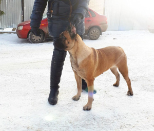 Photo №2 de l'annonce № 1609 de la vente cane corso - acheter à Fédération de Russie de la fourrière