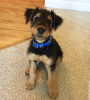 Photo №1. airedale terrier - à vendre en ville de Melbourne | 615€ | Annonce №102733