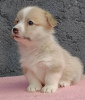 Photos supplémentaires: Chiots Welsh Corgi Pembroke