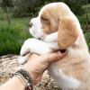 Photo №3. chiots beagle. Allemagne