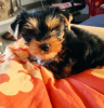 Photo №4. Je vais vendre yorkshire terrier en ville de Berlin. annonce privée - prix - 284€