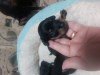 Photo №1. petit chien russe - à vendre en ville de Рыбница | 142€ | Annonce №72143