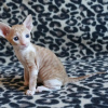 Photo №1. cornish rex - à vendre en ville de Helsinki | 400€ | Annonce № 114215