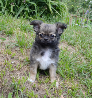 Photos supplémentaires: Chihuahua - beau garçon à poil long