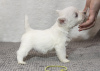 Photo №3. Un élevage propose des chiots West Highland White Terrier. La Moldavie
