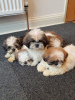 Photo №3. Adorables chiots Shih Tzu mâles et femelles. France