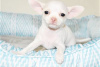 Photo №3. Adorables chiots Chihuahua en adoption gratuite. Allemagne