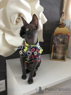 Photo №3. vêtements pour chats sphinx en Fédération de Russie