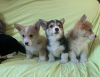 Photo №1. welsh corgi - à vendre en ville de Berlin | Gratuit | Annonce №23730